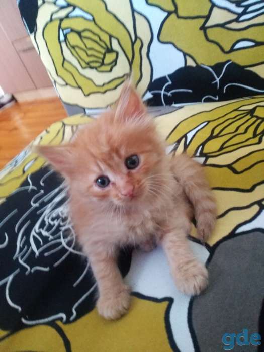 Котята, фотография 1