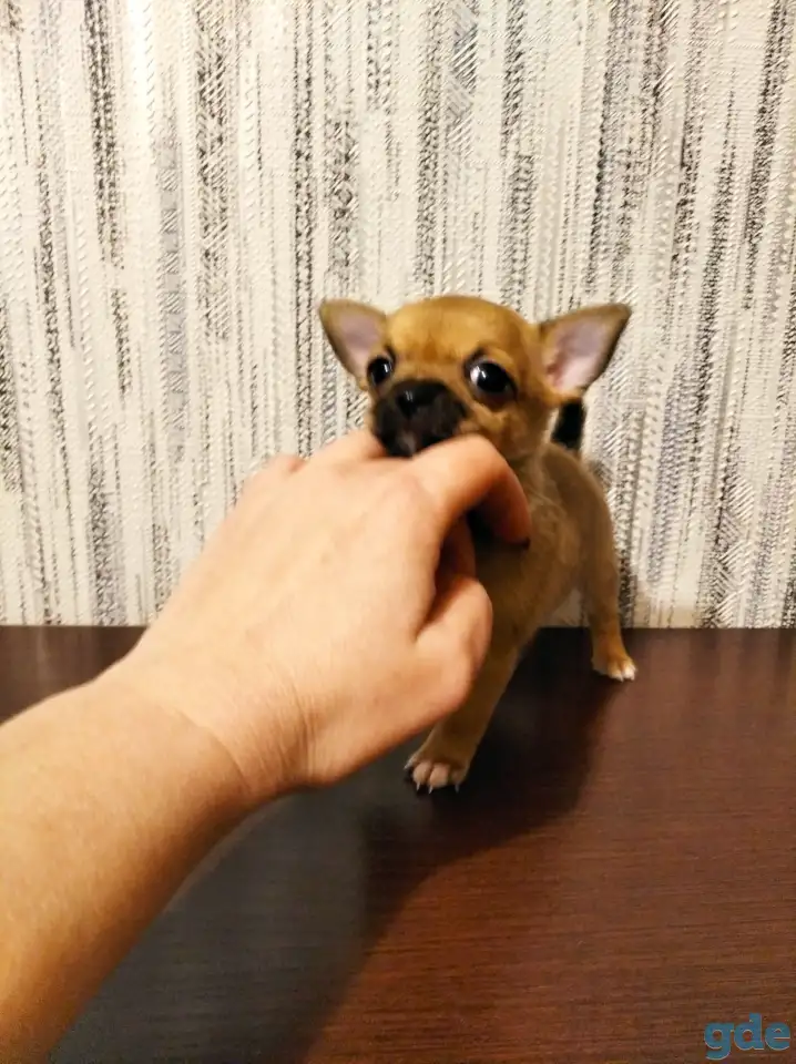 Продаются, фотография 5