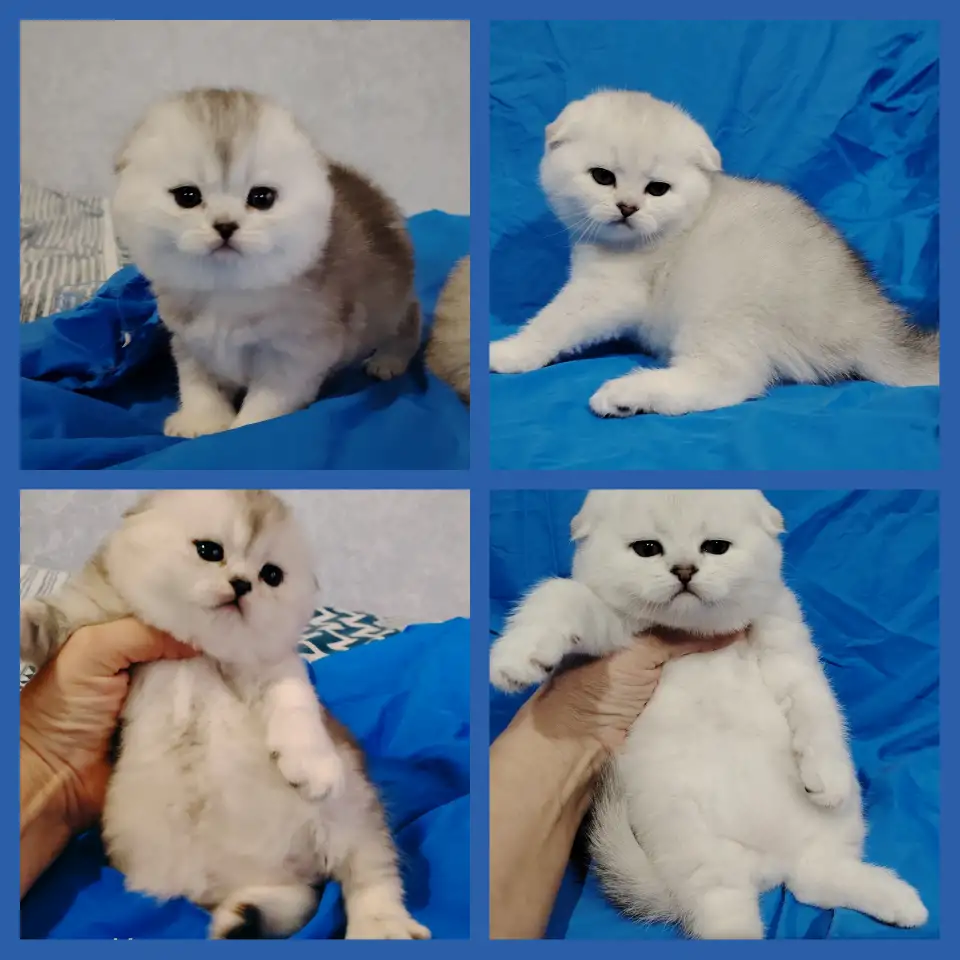 Шотландские котята. Шиншиллята., фотография 2