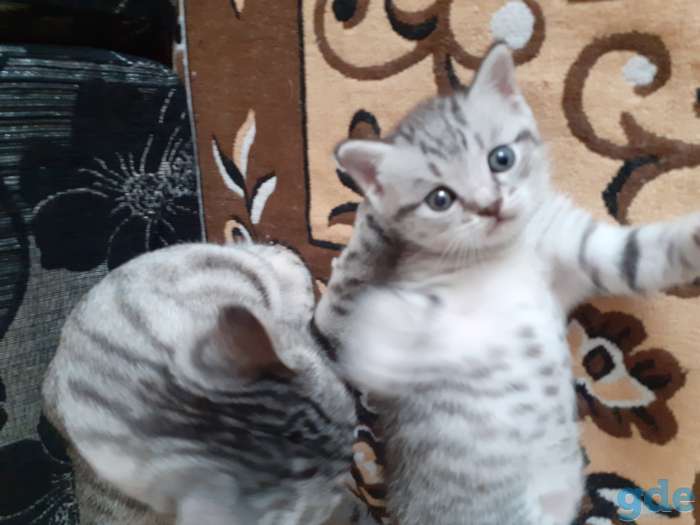 Продаются шатланские котята, фотография 1