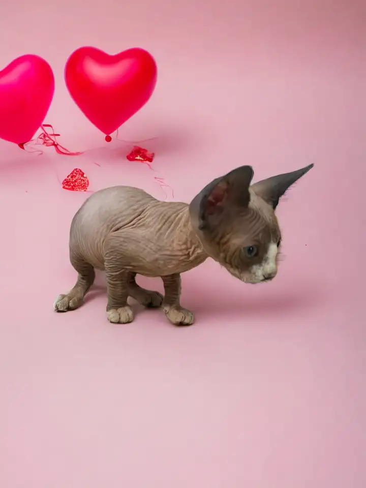 Котята канадского сфинкса, фотография 8