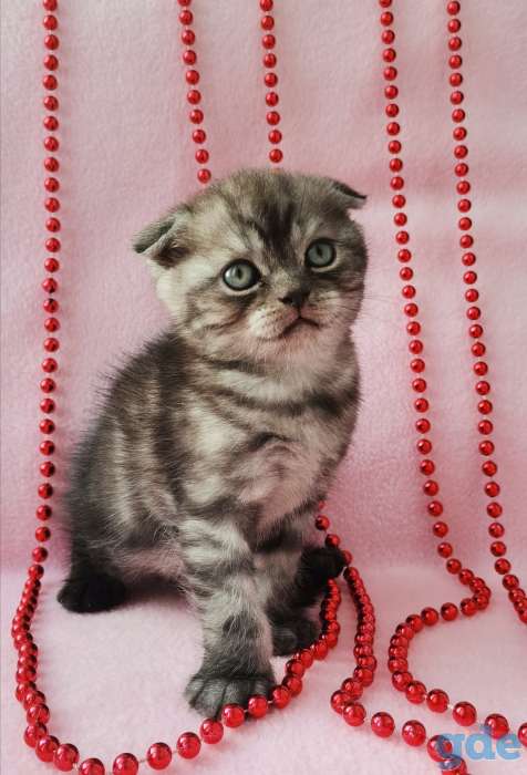 Шотландские котята, фотография 9