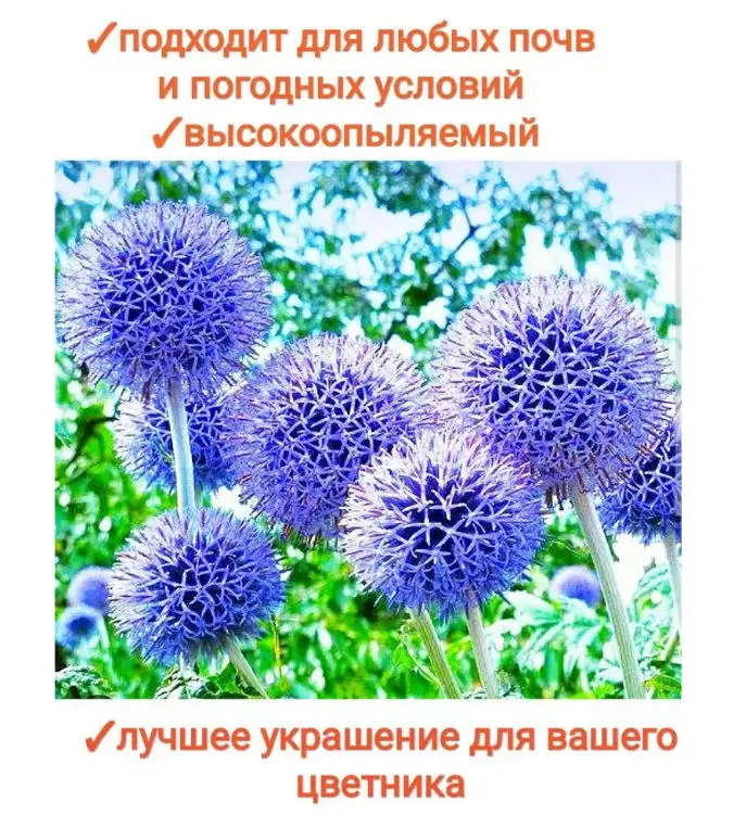 Мордовник шароголовый семена - лекарственное растение и отличный медонос, фотография 4