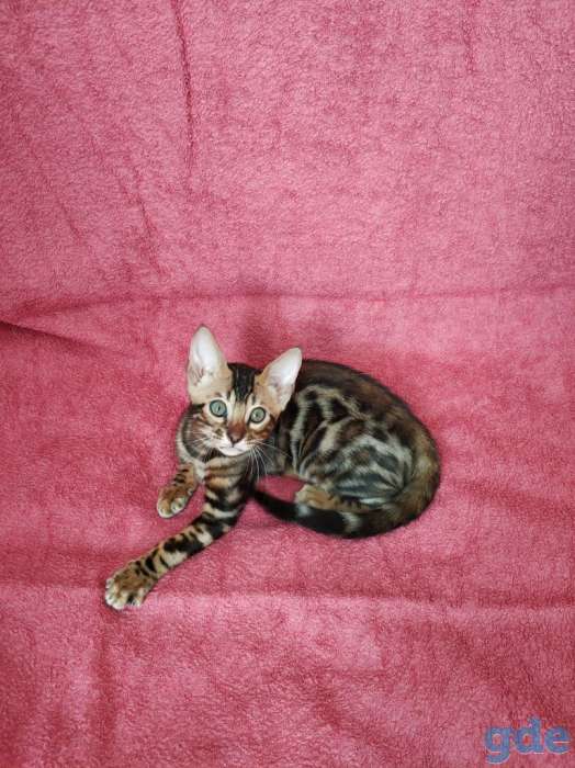 Бенгальский котенок, фотография 8