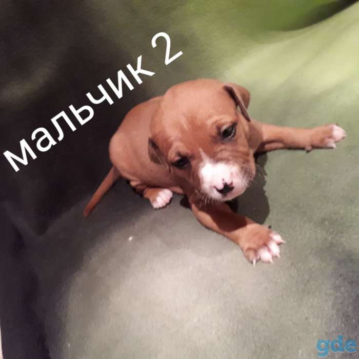 Щенки американского стаффордширский терьер, фотография 4