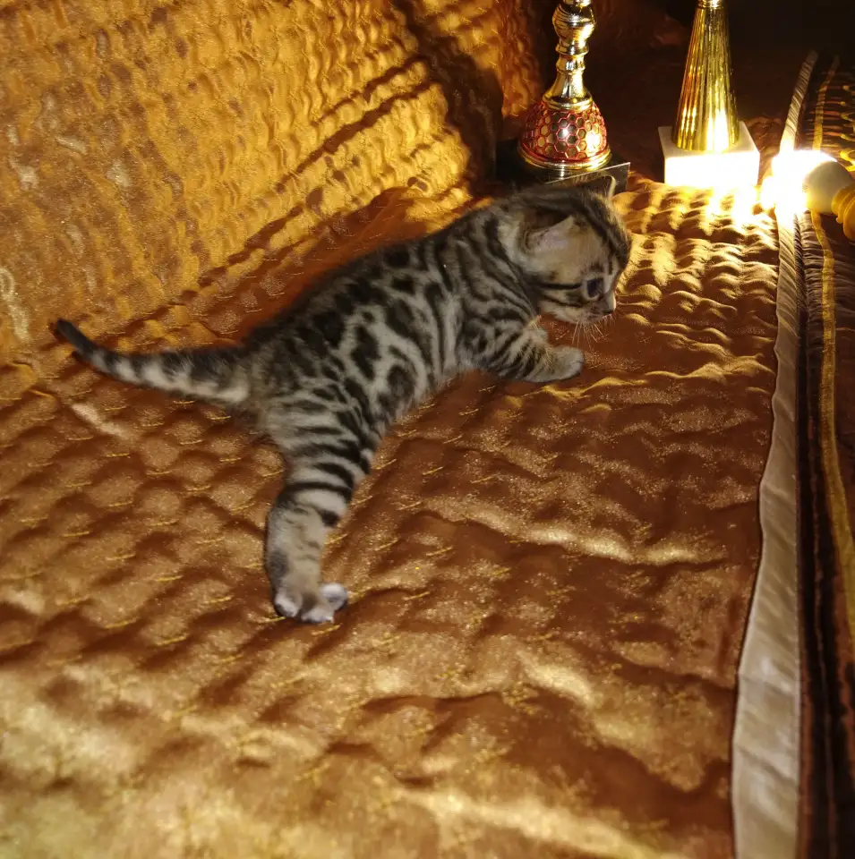 Роскошные бенгальские котята, фотография 2