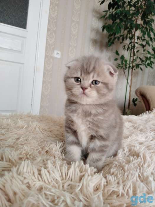 Шотландские плюшевые котята, фотография 9
