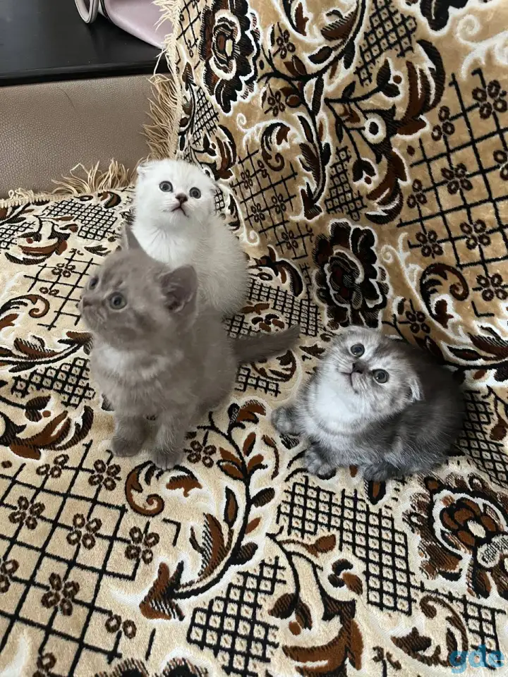Продаются котята, фотография 4