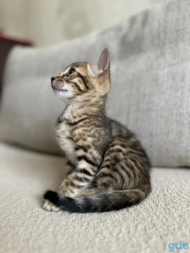 Котенок бенгальский, фотография 2