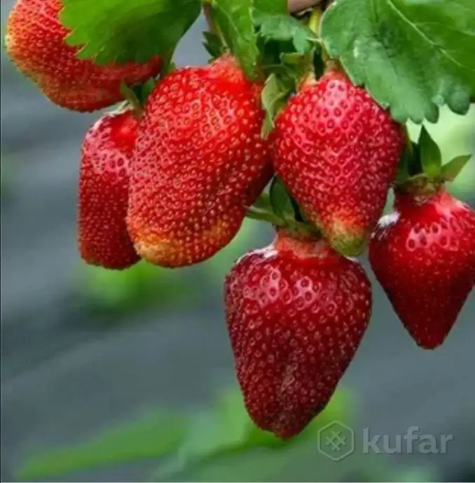 Саженцы клубники сорт Роксана, фотография 1