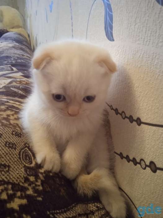 ШОТЛАНДСКИЕ котята РЕДКИЙ окрас, фотография 6