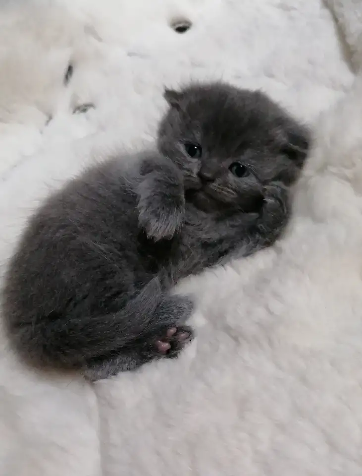 Котята вислоухие шотландские, фотография 5