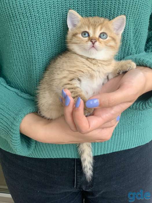 Шикарный шотландский котёнок, фотография 2