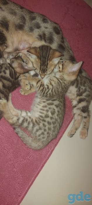 ПРОДАЖА БЕНГАЛЬСКИХ КОТЯТ. СРОЧНО, фотография 1