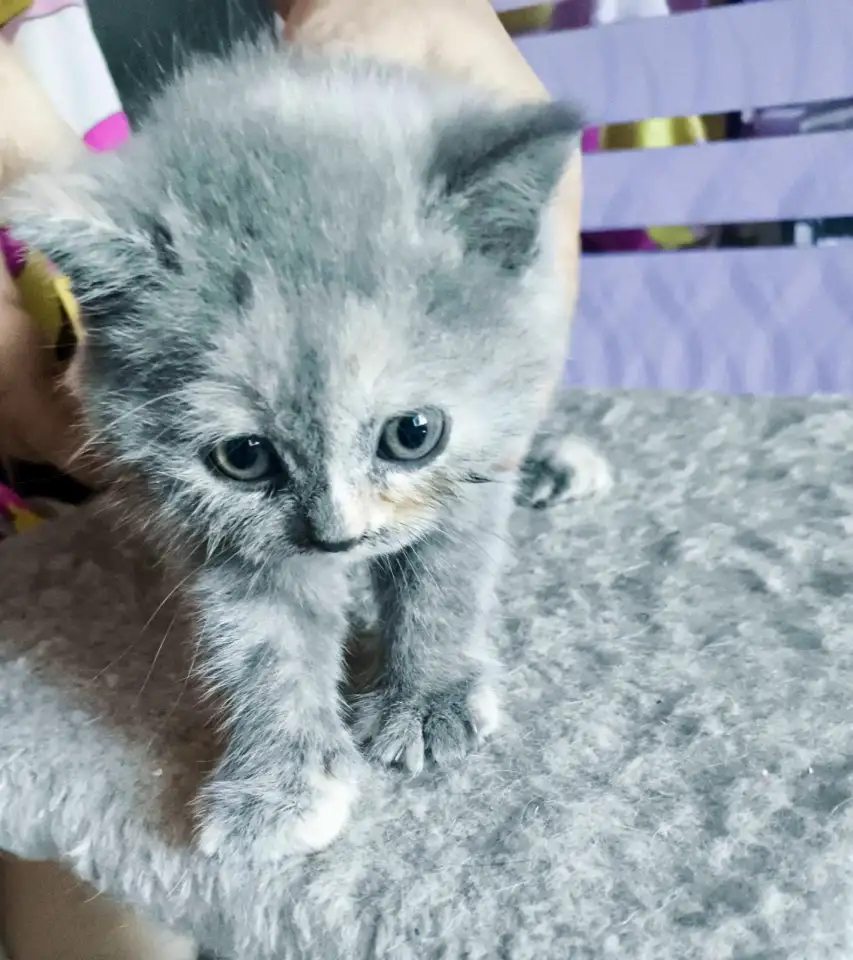 Котята Скоттиш-Страйт, фотография 5
