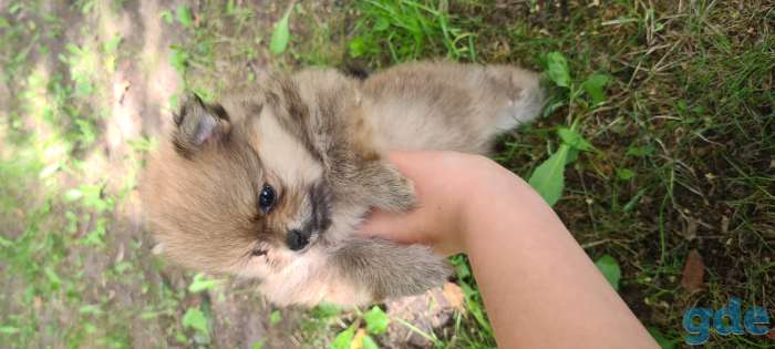 Продам щенков шпица,, фотография 2