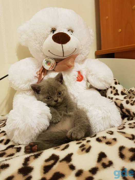 Продаются британские котята к туалету приучены цена 50р, фотография 8