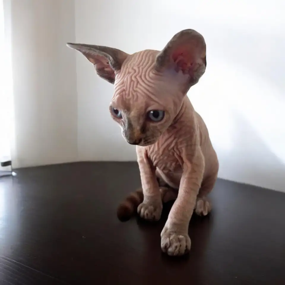 Котята канадского сфинкса, фотография 8