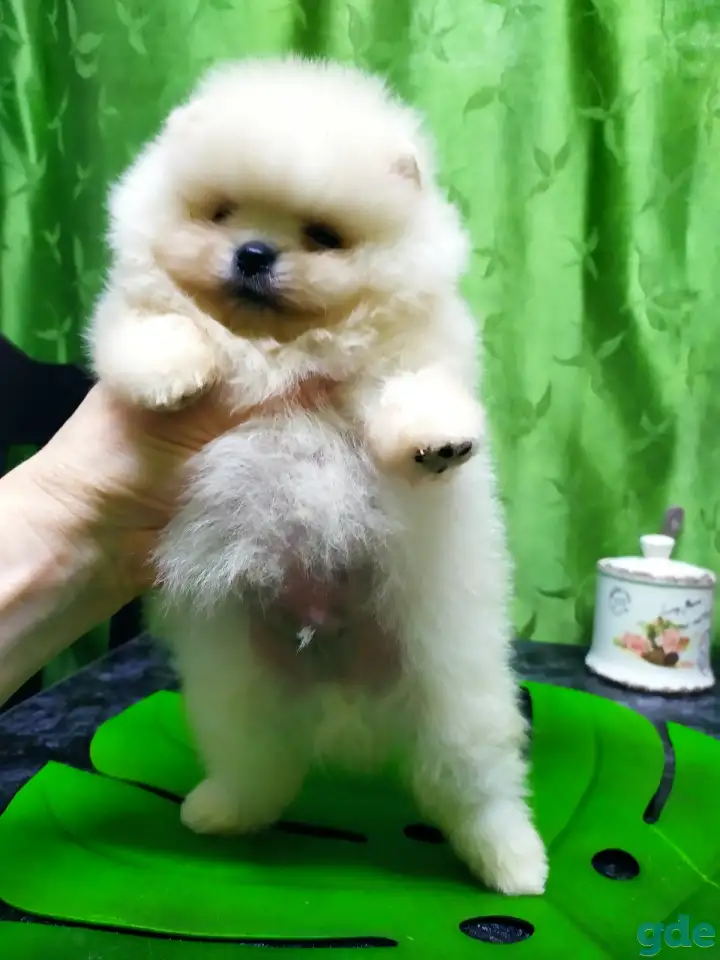 Померанский шпиц ,мини мальчик., фотография 1