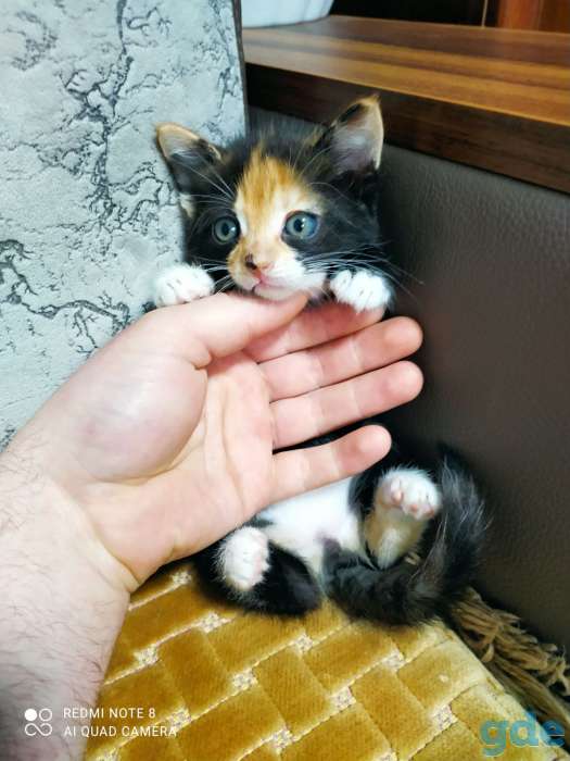Красивые котята, фотография 4