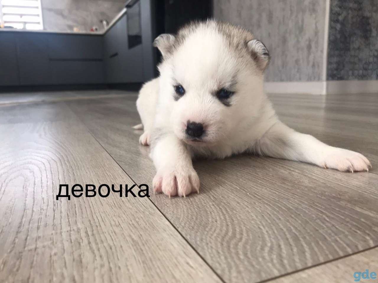 Щенки хаски, фотография 2