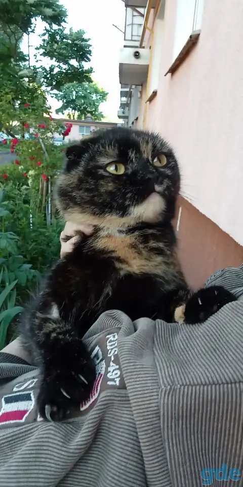 Кошка в добрые руки, фотография 1