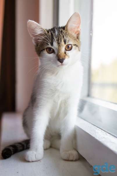 Котята ищут дом, фотография 2