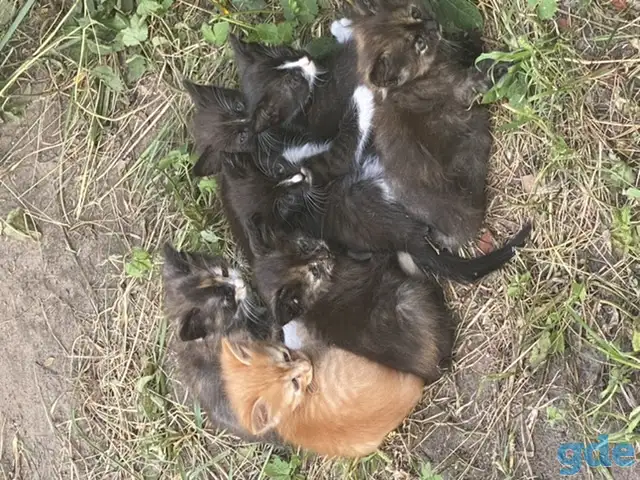 Котята ищут дом, фотография 1