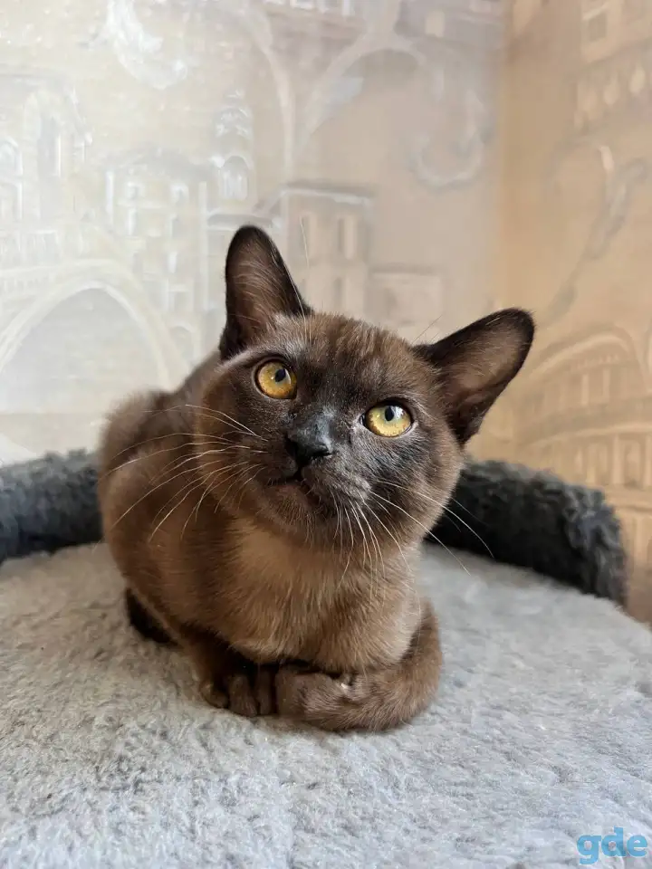 Котята европейской бурмы, фотография 1