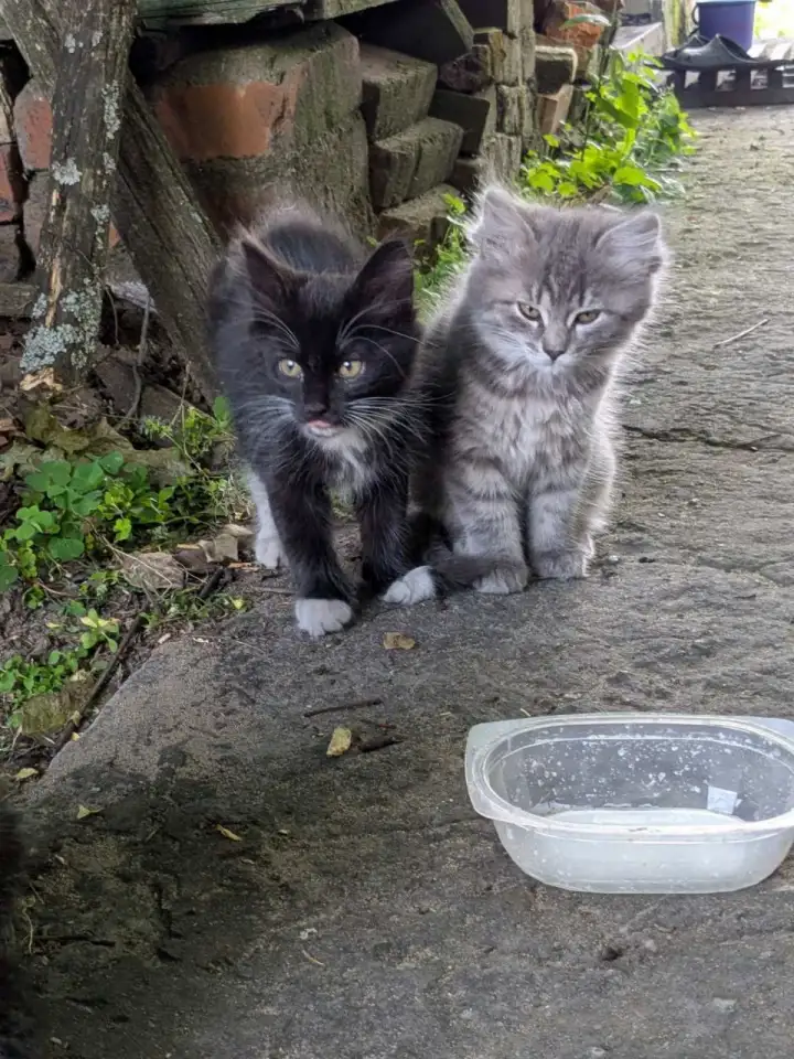 Класные котята, фотография 3