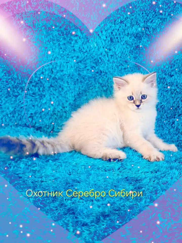невские маскарадные котята-резерв, фотография 6