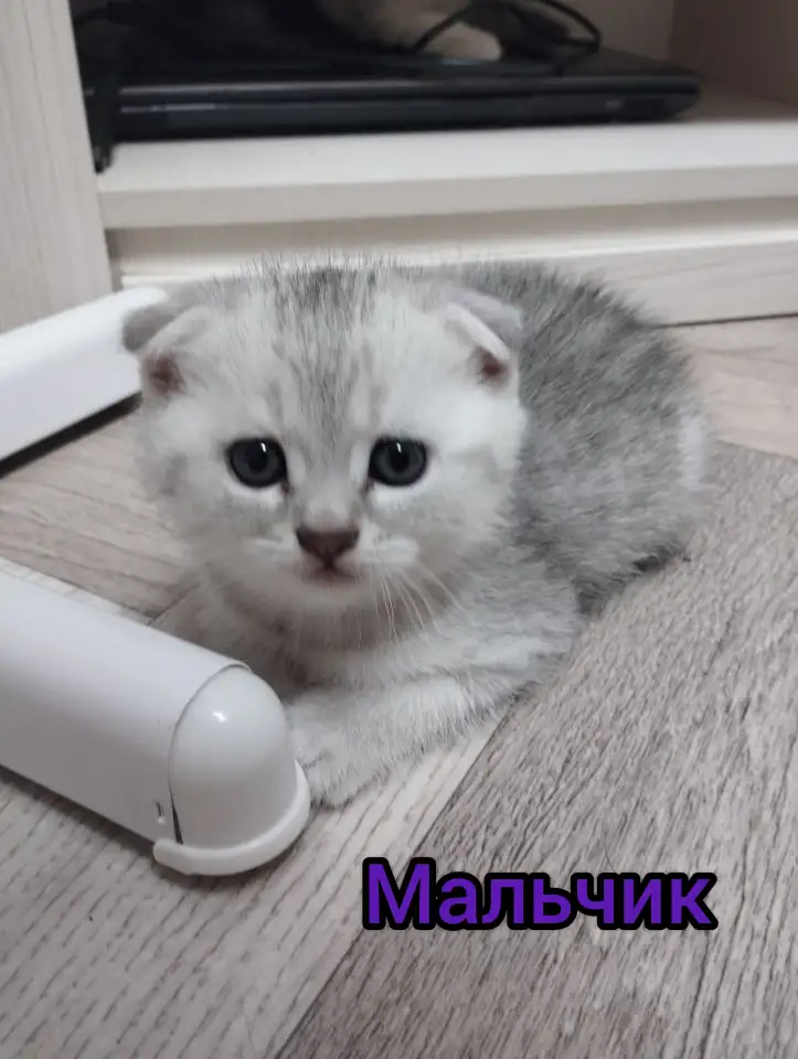 Шотландские котята, фотография 5