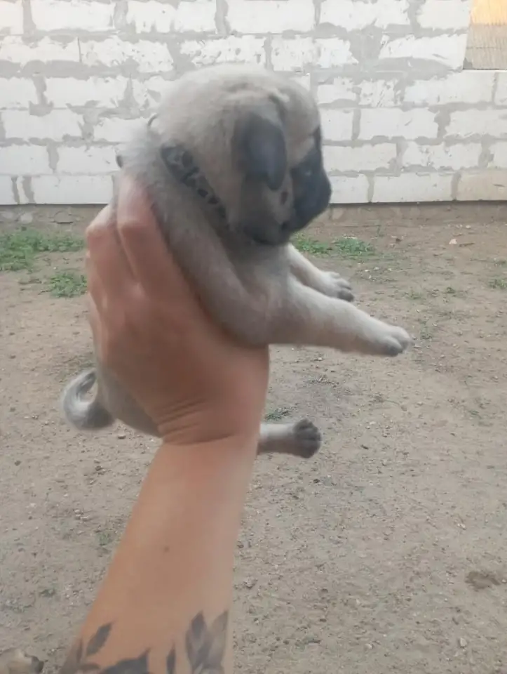 Продам Щенков чистокровные Мопсы, фотография 3
