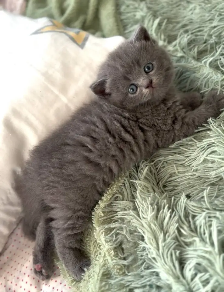 Шотландские котята, фотография 4