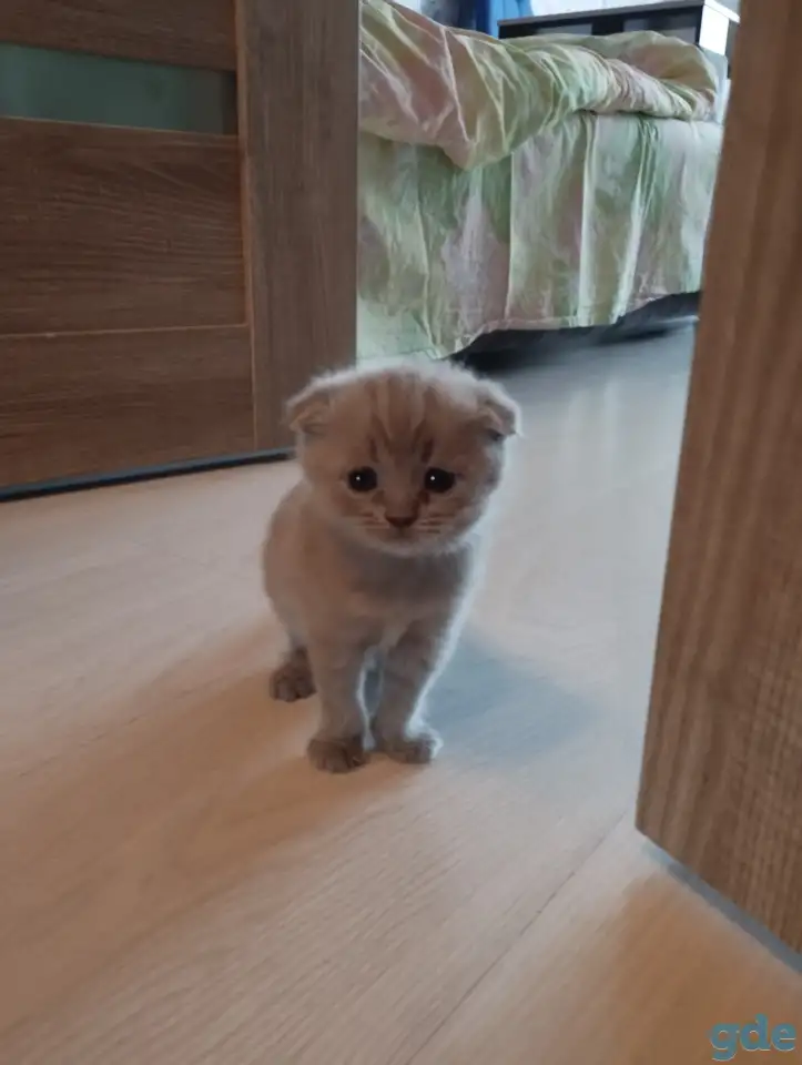 Шотландские котята, фотография 9
