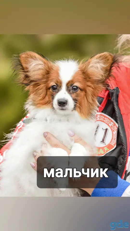 Щенки папильона, фотография 2