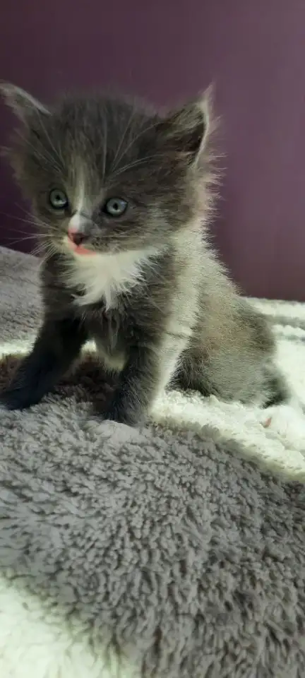 Котята ищут дом, фотография 2