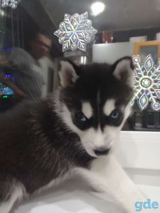 Щенок хаски 1.5 мес., фотография 3