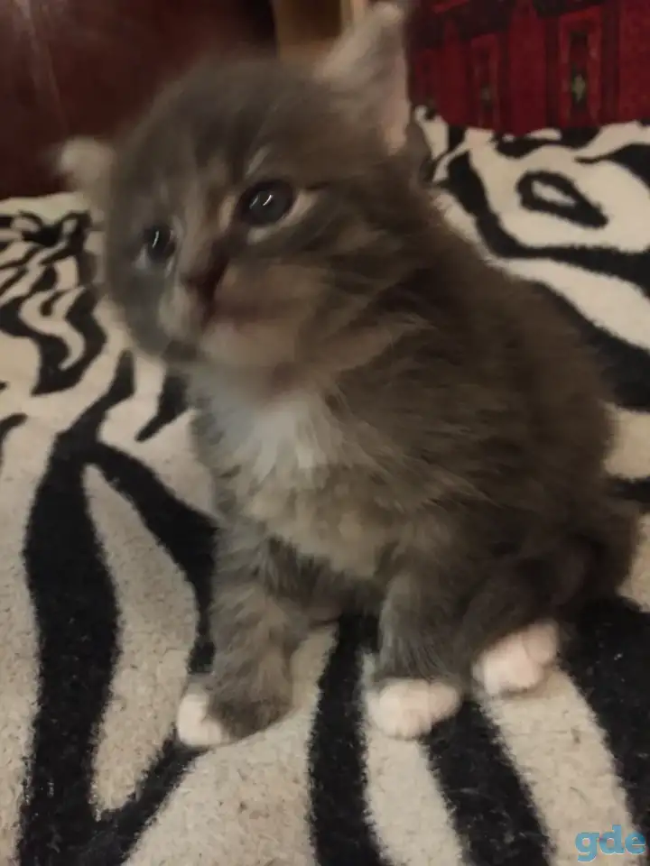 Котенок Мейн Кун, фотография 1