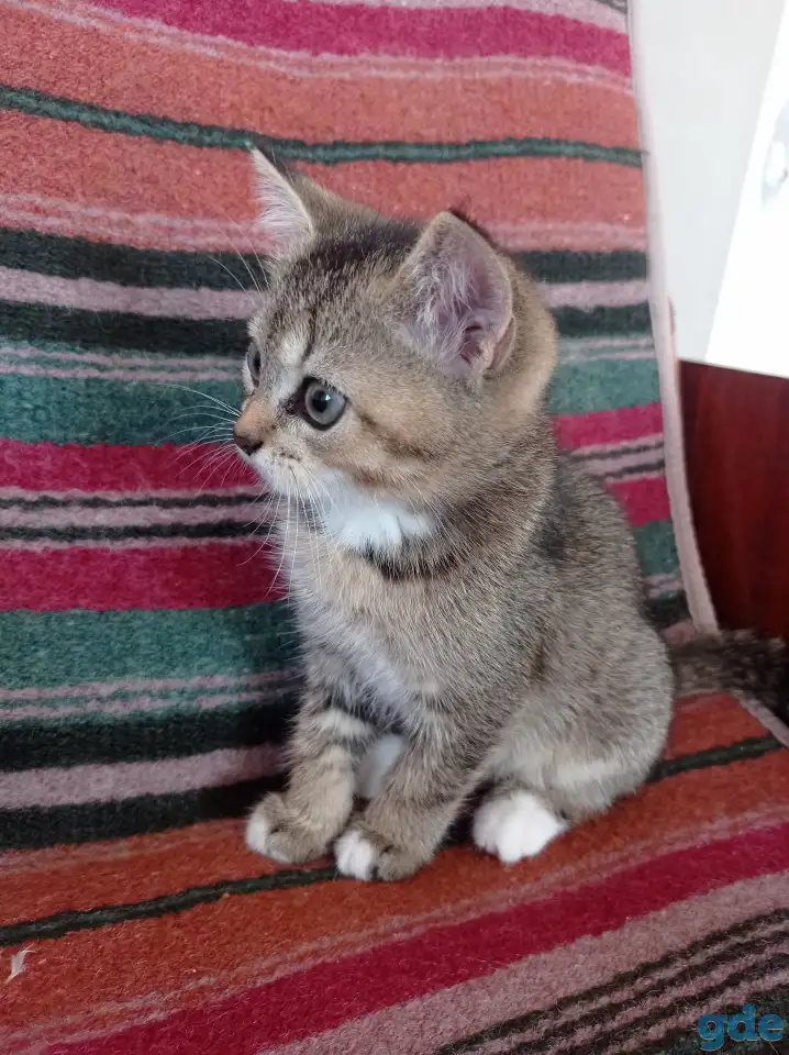 Котята в добрые руки., фотография 1