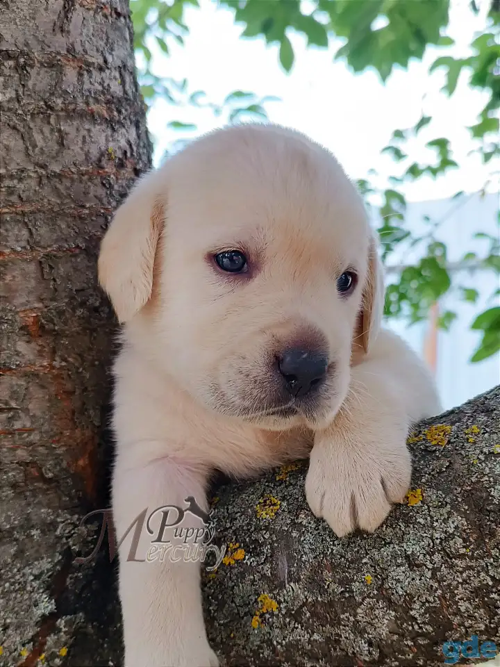 Щенки лабрадора (палевые) из питомника MercuryPuppy, фотография 1