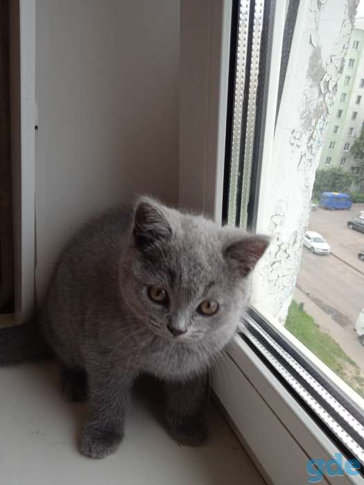 Продам британского котенка, фотография 4