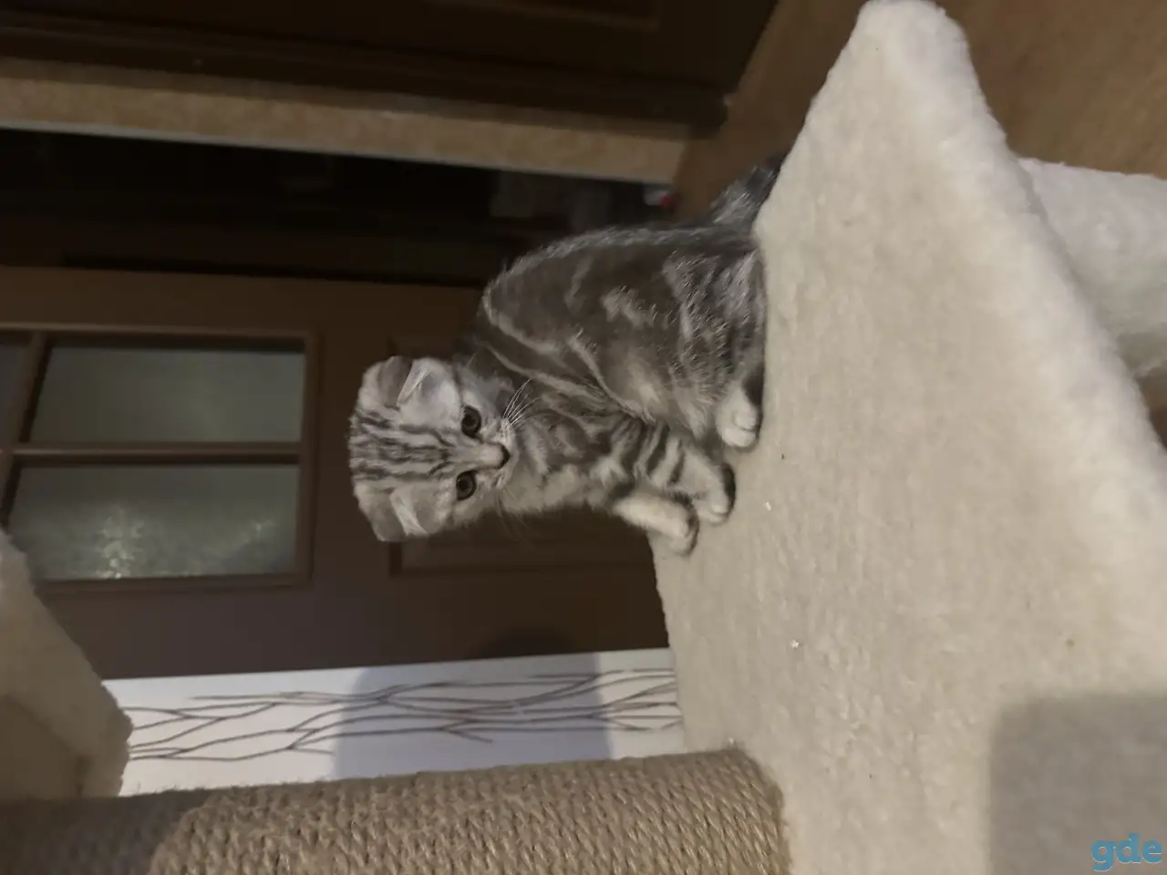 Шотландские котята, фотография 2