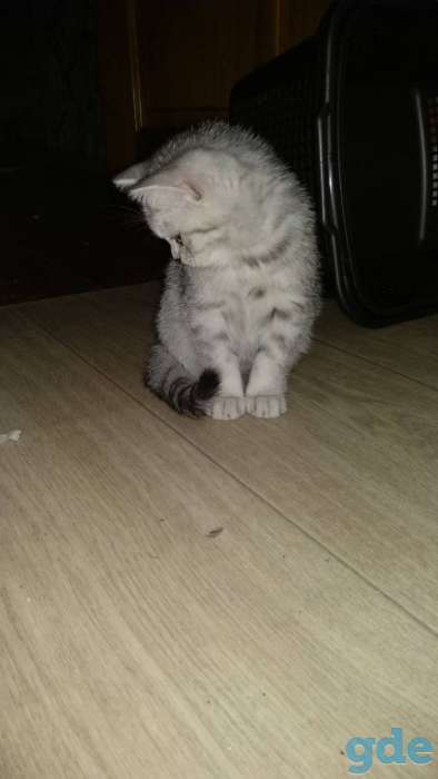 Шотландские котята, фотография 4