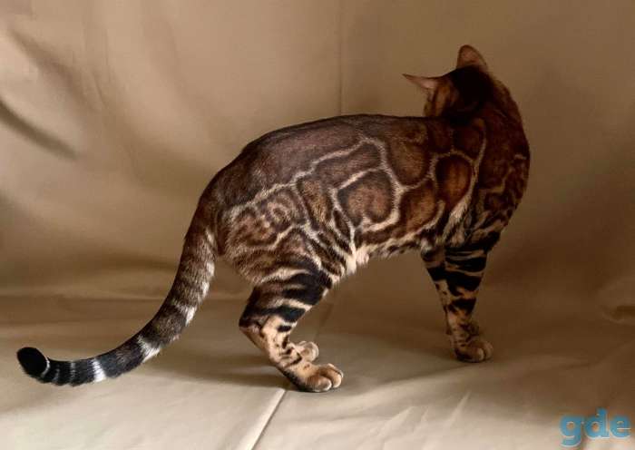 Бенгальские котята, фотография 1
