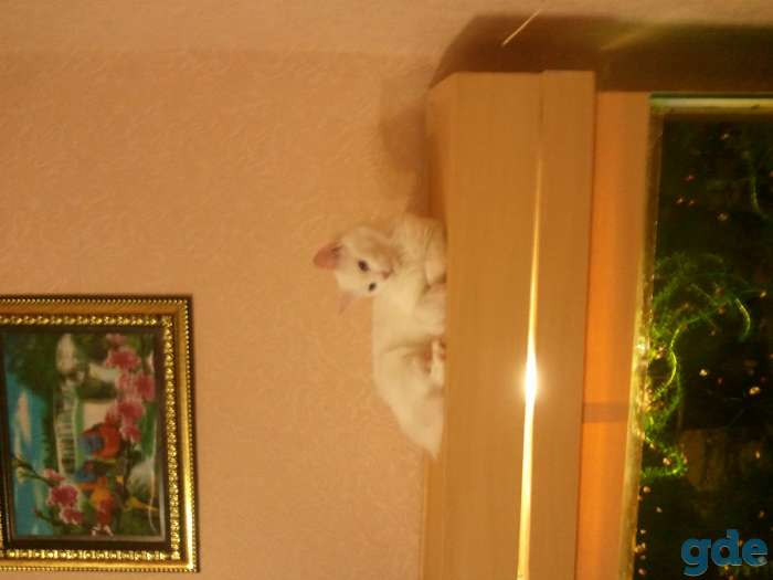АКВАРИУМ, фотография 1