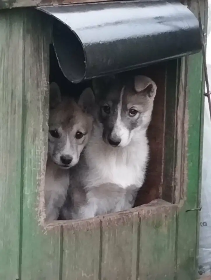 Продаются щенки западно-сибирской лайки, фотография 2