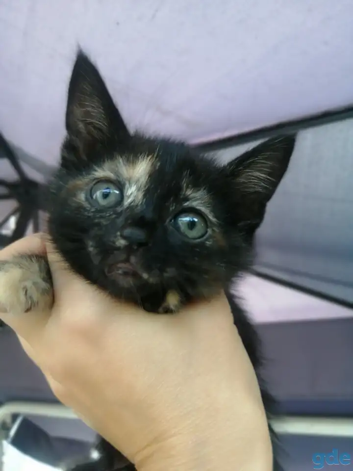 Котенок кошечка 1,5 мес Тигровый окрас, фотография 1
