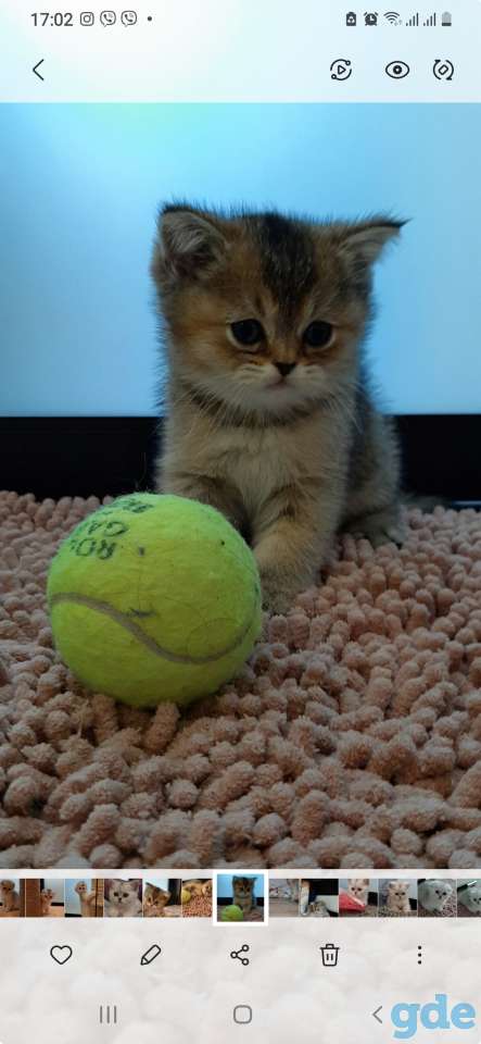 Котята, фотография 5