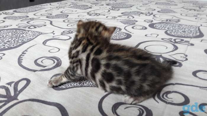 Бенгальские котята, фотография 4